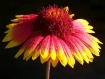 Blanketflower