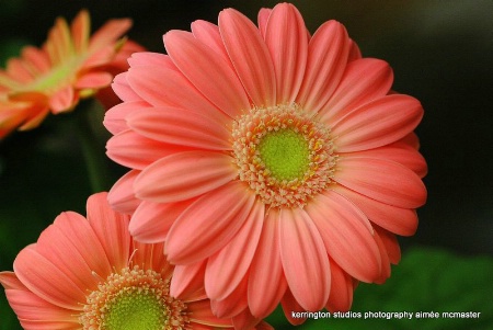 summer gerbera 