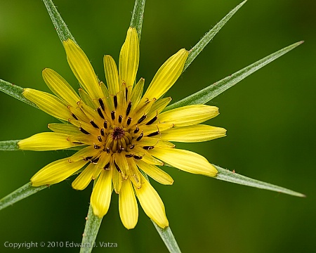 Yellow Goatsbeard