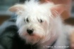 My Little Princes...