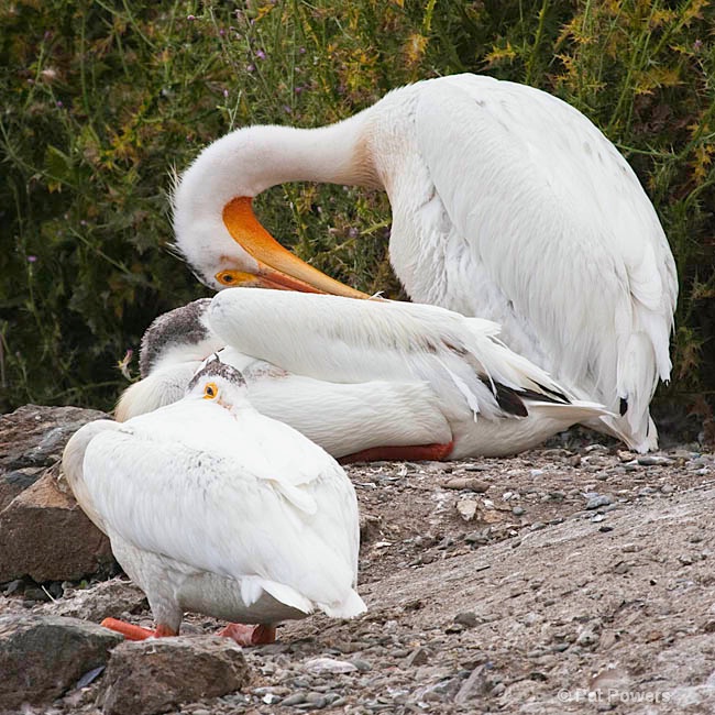 3 White Pelicans - ID: 10346505 © Pat Powers