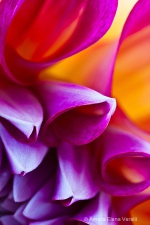 dahlia, red, purple, flower, macro