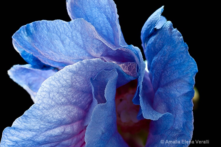 rose of sharon, blue, flower, macro