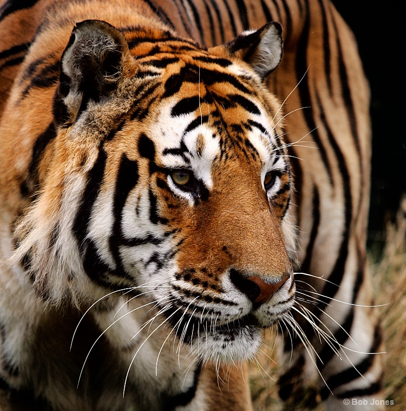 Siberian Tiger (Panthera tigris altaica)