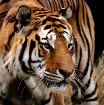 Siberian Tiger (P...