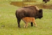 Bison & calf