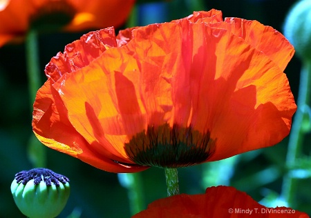 Poppy Silhouette