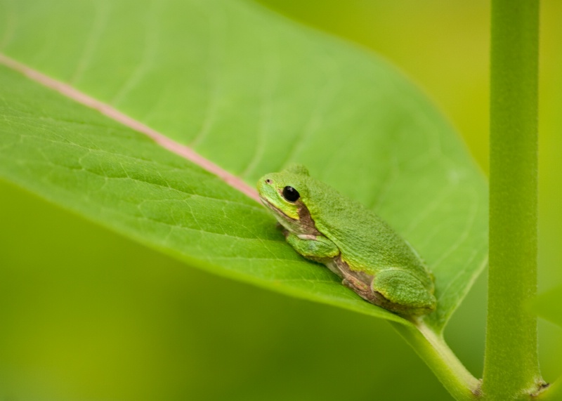 Milkweed Frog