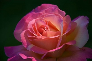 good light rose