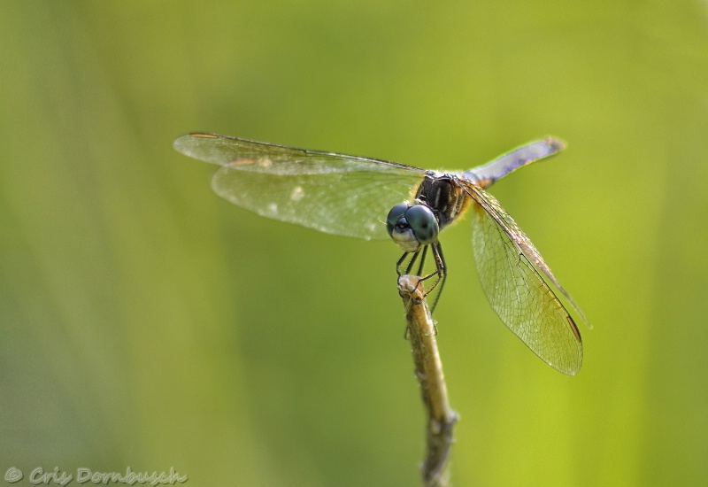 Dragonfly Yoga