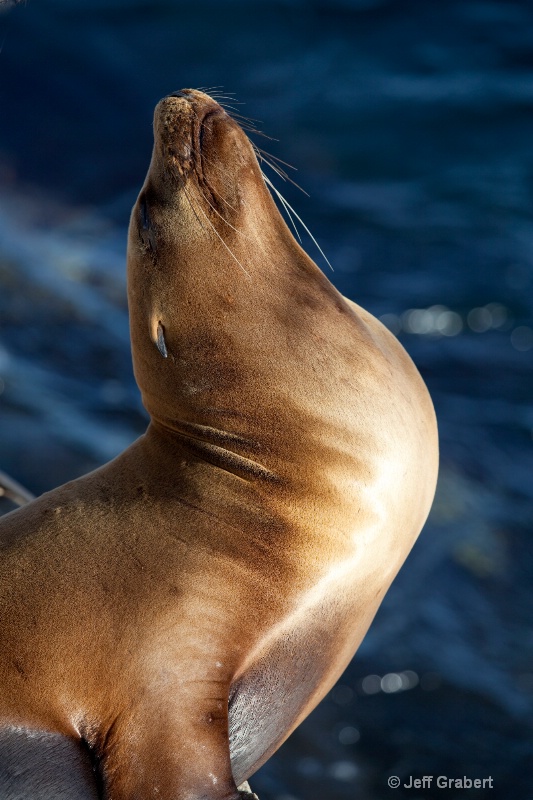 california sea lion  mg 1351