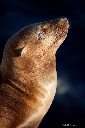 california sea lion  mg1355