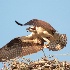 © Michael S. Couch PhotoID# 10353076: Osprey, Lake Eufaula, AL  6.13.10