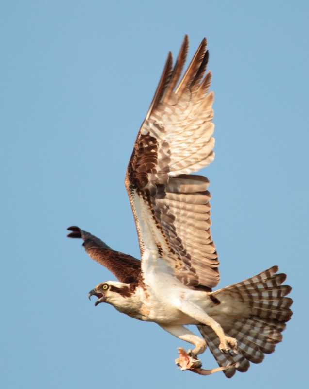 Osprey, Lake Eufaula, Alabama 6.13.10 - ID: 10353177 © Michael S. Couch