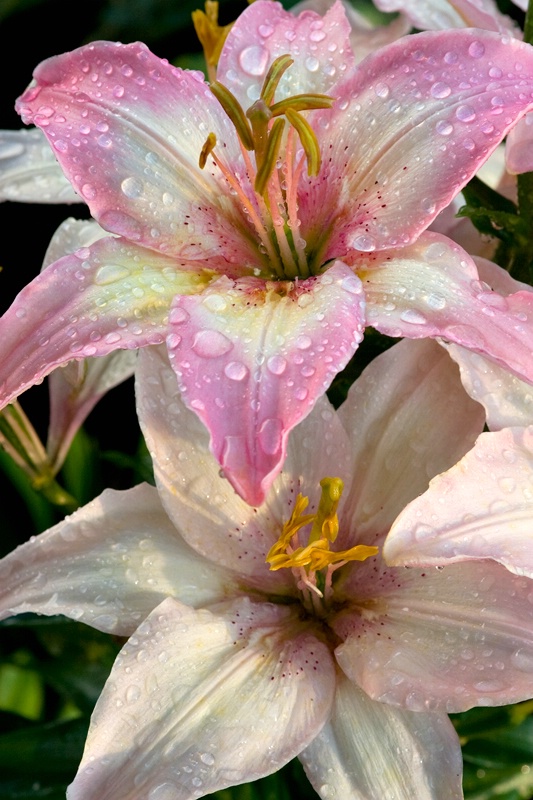 Asiatic Lily