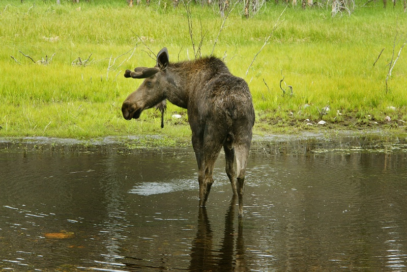 Angry moose - ID: 10354585 © Crystal E. Berryman