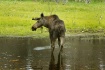Angry moose