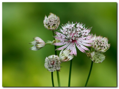 Astrantia major 2