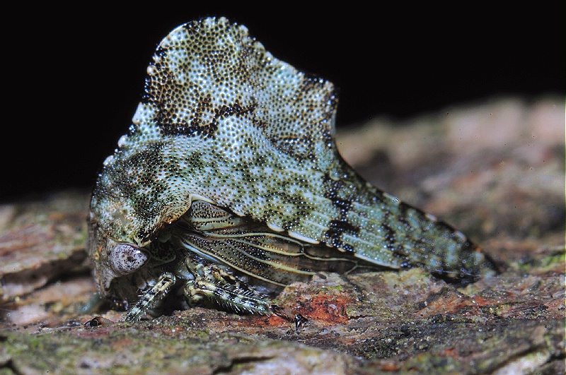 Heliria mexicana Treehopper