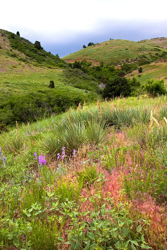 Foothills