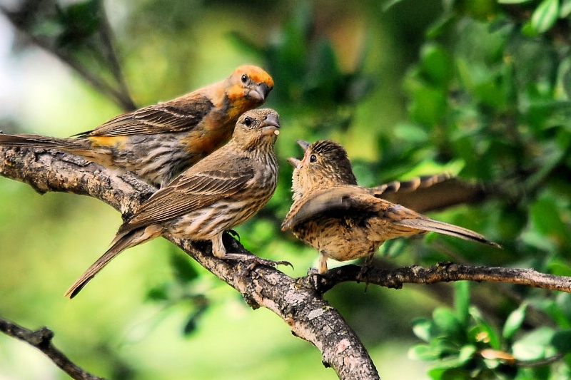 House Finch Family