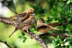 House Finch Famil...