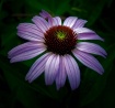 The Cone Plant at...
