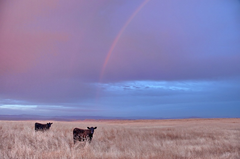  Under the Rainbow