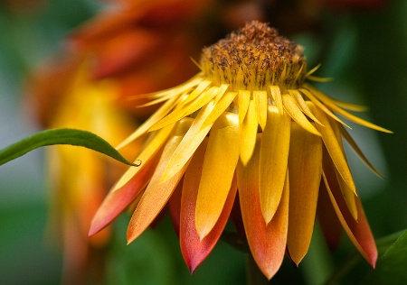 Straw Flower