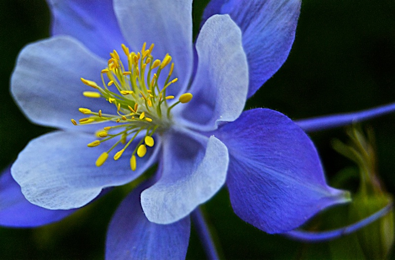 Rocky Mountain Columbine