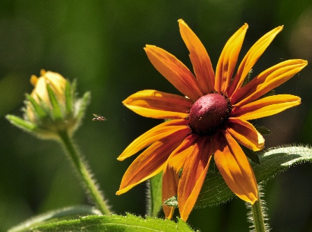 Incoming Pollinator