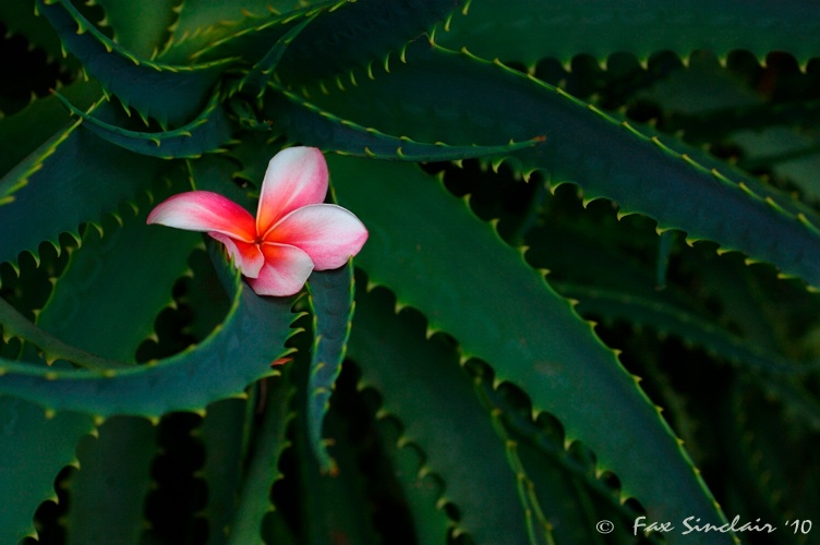 Plummeria Aloe Twist - ID: 10356311 © Fax Sinclair