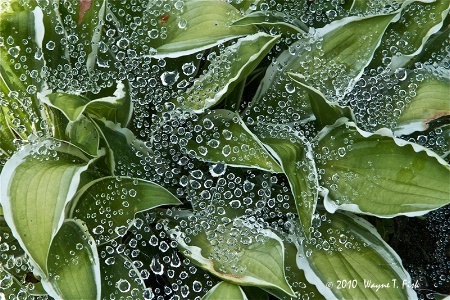 Trapped Dew
