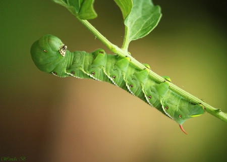 Larva of the Hawkmoth