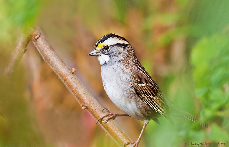 White-throated Sparrow - ID: 10358801 © Jacqueline A. Tilles