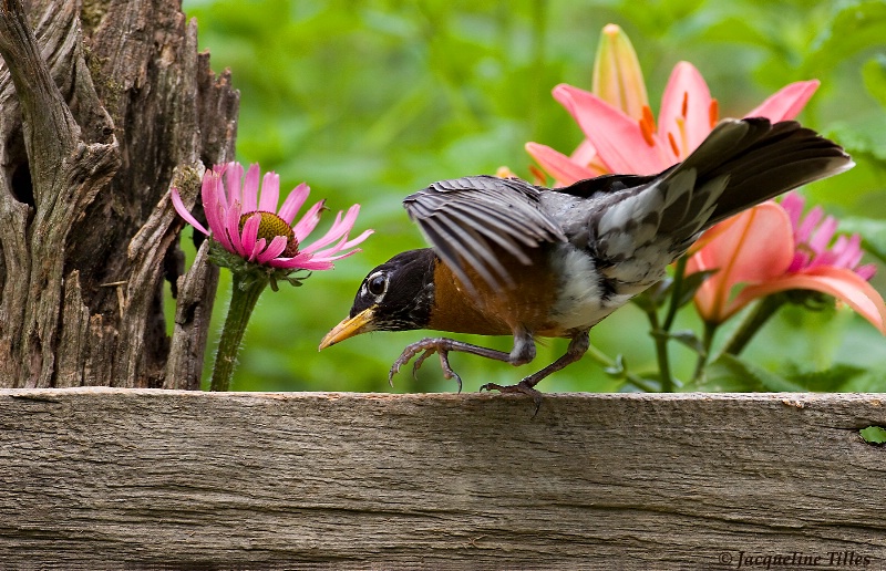 ROCKIN' ROBIN - ID: 10358855 © Jacqueline A. Tilles