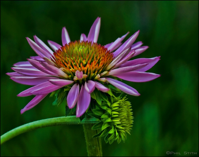 Backyard Delight