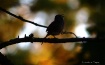 Evening Song
