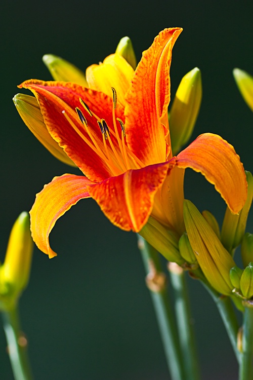 Day Lily