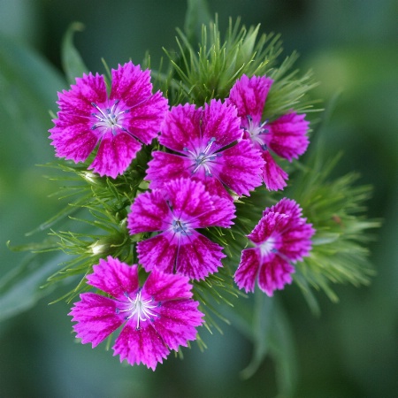 Cluster of flowers