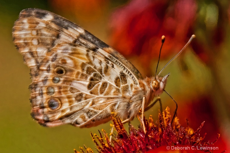 Lady on Red - ID: 10360845 © Deborah C. Lewinson