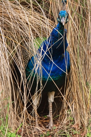 A place fit for a peacock