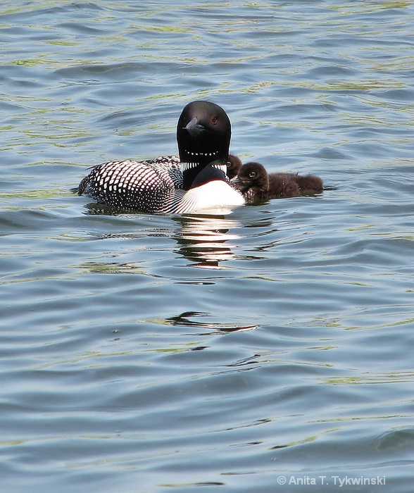 Another loon capture