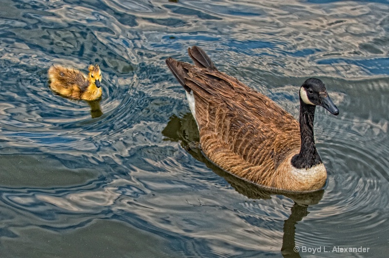  Emily's first swim...