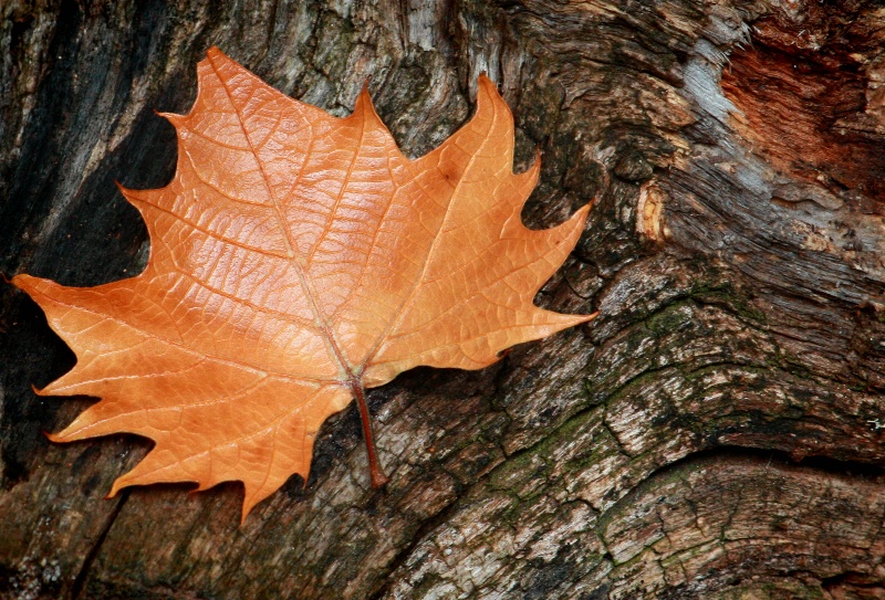 Sycamore Leaf