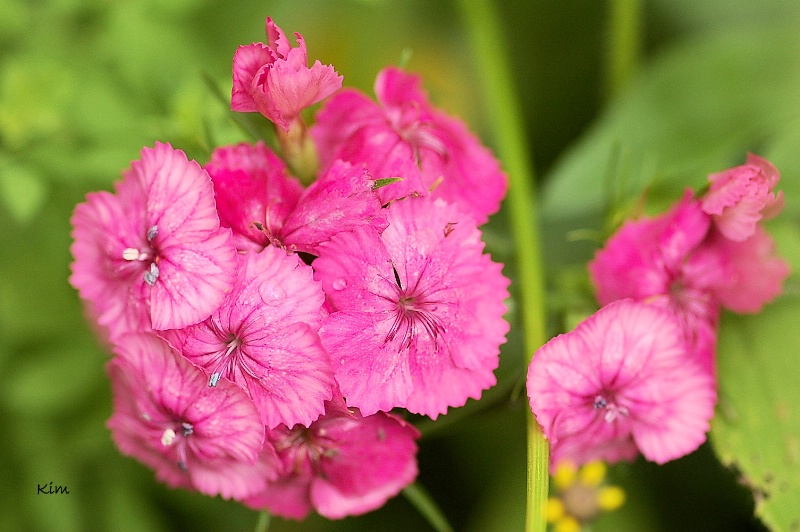 Petite Pink Wildflowers