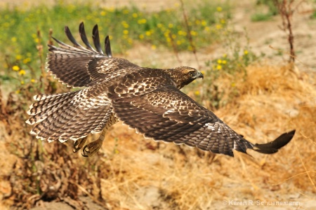 Hawk over Field