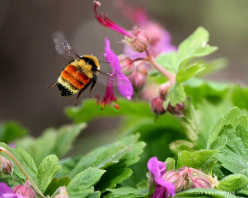 Pollen in Action