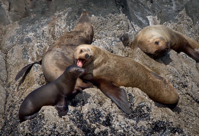 Alaskan Sea Lions