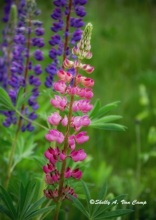 Pink Lupine